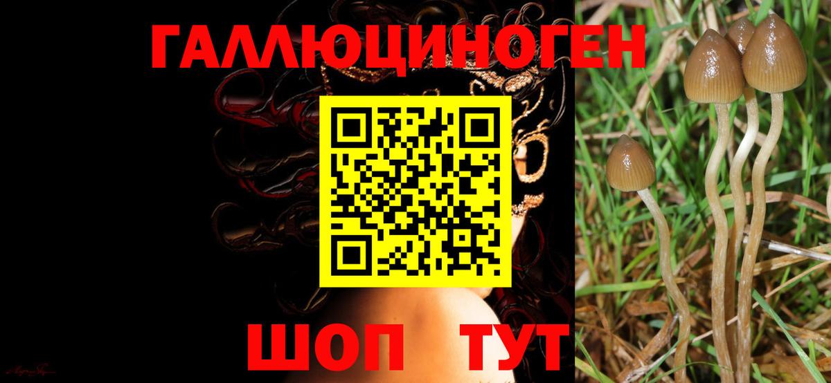 Псилоцибиновые грибы Psilocybe  Звенигород 